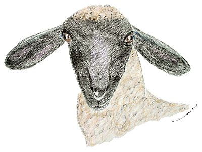 nathan, the sheep